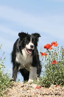 Étalon Border Collie - Mystery lys specially for you