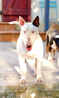 Étalon Bull Terrier - Ronin rasels bull