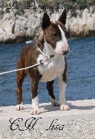 Étalon Bull Terrier Miniature - CH. Lisa (Sans Affixe)