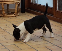 Étalon Bull Terrier Miniature - Uno Bull Parti Louping