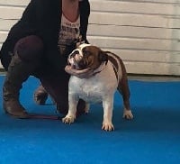 Étalon Bulldog Anglais - Opalys Bulls Lucy-concept