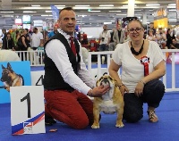 Étalon Bulldog Anglais - Ni vu ni connu des bulls des hautes falaises