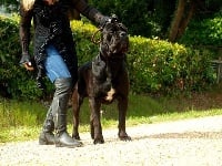 Étalon Cane Corso - L'anarchy du siatochi