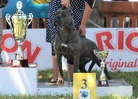 Étalon Cane Corso - Mia sentenza lou gardian di prouvenço