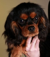 Étalon Cavalier King Charles Spaniel - Luciole de la cour aux Paons