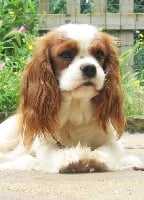 Étalon Cavalier King Charles Spaniel - Ness du Clos de Gastofer