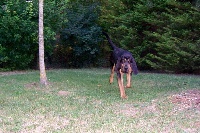 Étalon Chien de Saint-Hubert - Halys de la voix de saint lact