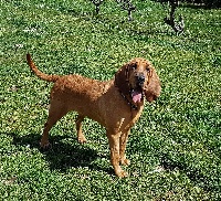 Étalon Chien de Saint-Hubert - Lysbeth de la colline du bosc