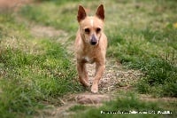 Étalon Chien de garenne portugais - Pantufa do vale do cutileiro