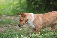 Étalon Chien de garenne portugais - LindoÏa de Solemel