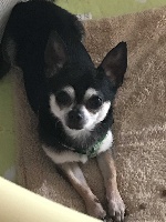 Étalon Chihuahua - Jumbo (Sans Affixe)