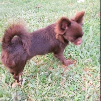 Étalon Chihuahua - Mulan (Sans Affixe)