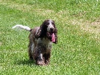 Étalon Cocker Spaniel Anglais - Julie Du Royaume Des Quatre Pattes