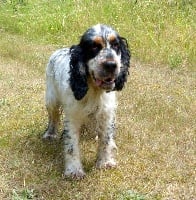 Étalon Cocker Spaniel Anglais - Leo dit lazio De la foret des reves bleus