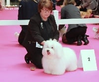 Étalon Coton de Tulear - CH. Feng shui de flores del té