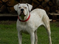 Étalon Dogo Argentino - Moéli De la blanche esperance