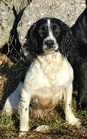 Étalon English Springer Spaniel - Masters of Water Loca dit lara