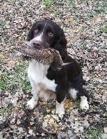 Étalon English Springer Spaniel - Magik De La Bruyère Des Varrats