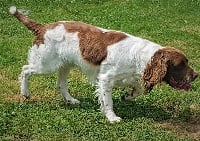 Étalon English Springer Spaniel - Magic des Etangs de Dame Blanche