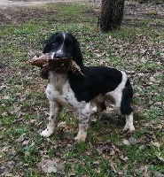 Étalon English Springer Spaniel - Muntjac De La Bruyère Des Varrats