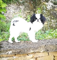 Étalon Epagneul Japonais - N'o no kokei-sha Du Hameau De Mikahila