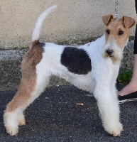 Étalon Fox Terrier Poil Dur - Maureen de Vallauris des astucieux