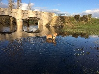 Étalon Golden Retriever - Laika des Epinouses