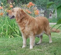 Étalon Golden Retriever - Jexie de kiboun