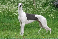Étalon Greyhound - CH. Blancmange Belle epoque