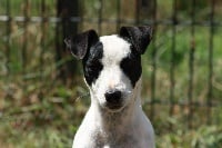 Étalon Jack Russell Terrier - Blackness Norris