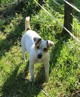 Étalon Jack Russell Terrier - I'shelby du creux du nant