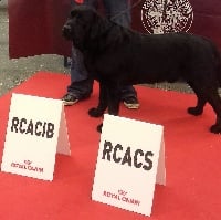 Étalon Labrador Retriever - corte leoni Sirius