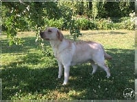 Étalon Labrador Retriever - La belle legende De L'etang Des Vignerons