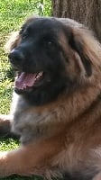 Étalon Leonberger - nagybobanya Lhofeherke law