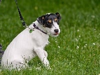 Étalon Parson Russell Terrier - Newly lovely girl Des Bluecky Mania