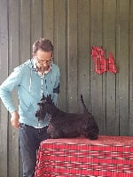 Étalon Scottish Terrier - Madge du Harpouy D'Auzan