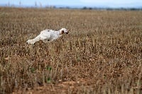 Étalon Setter Anglais - Lora De bassegas