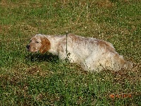 Étalon Setter Anglais - Mojito dit nougat Del zagnis