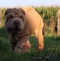 Étalon Shar Pei - MZR Opale