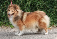 Étalon Shetland Sheepdog - Meekness gold De la maison des carmes