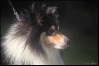 Étalon Shetland Sheepdog - Miller harry du Lorecé