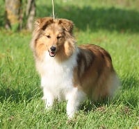 Étalon Shetland Sheepdog - Mystérieuse angélique (Sans Affixe)