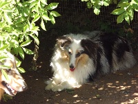 Étalon Shetland Sheepdog - Ma-tso-po du Domaine Du Chigny