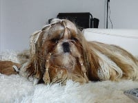 Étalon Shih Tzu - Number one nozaki Du Domaine Du Shiloh