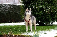 Étalon Siberian Husky - Mila De la vallee de morava