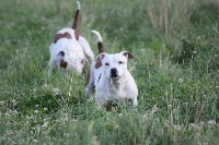 Étalon Staffordshire Bull Terrier - N'utoya des Croisades de Tyam