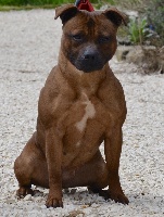 Étalon Staffordshire Bull Terrier - My redness jaia (Sans Affixe)