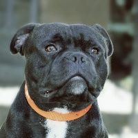 Étalon Staffordshire Bull Terrier - Maximus gladiator the black pearl of the original pit spirit