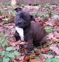 Étalon Staffordshire Bull Terrier - Way of Contines Njie