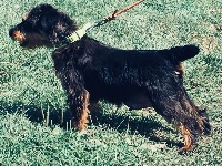 Étalon Terrier de chasse allemand - Frenchfox Hindy